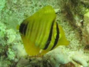 Platax orbicularis juvénile